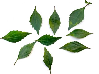 Set of various forest plant leaves on white background. View from above, selective focus.