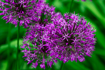 lilac flowers like dandelion. Flower Onion Christophe
