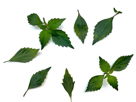 Set of various forest plant leaves on white background. View from above, selective focus