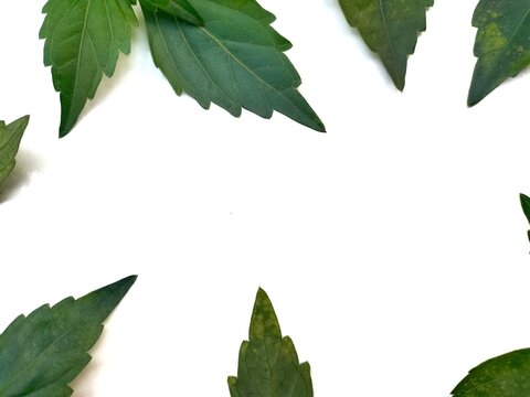 Set of various forest plant leaves on white background. Top view from side, selective focus.