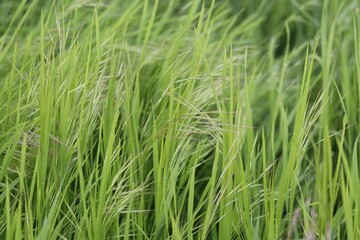 Gras mit Samen