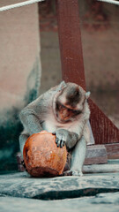 Close-up of a monkey opening a coconut