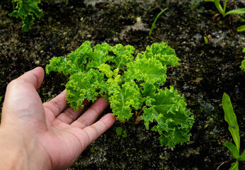 Naklejka na ściany i meble Grow lettuce in the black soil like lettuce.