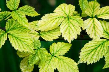 Wet green leaves as background. natural background
