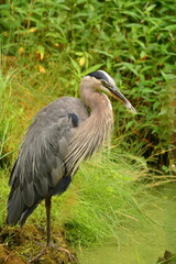 Great Blue Heron at the edge of a marsh near Olympia, WA