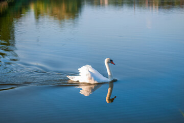  A family of swans