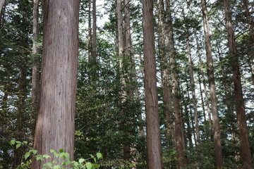 里山の景色　整然と手入れの行き届いたヒノキ林