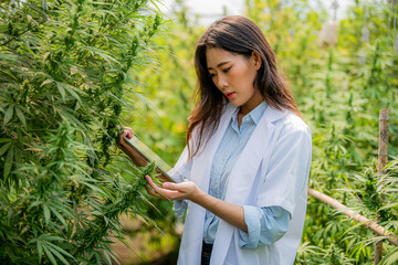 Two scientists examine the quality of cannabis flowers for research in a greenhouse. alternative medicine Growing hemp, organic medicinal herbs on cannabis farm for alternative medicine concept.