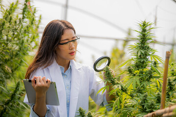 Researchers hold magnifying glass in hand checking cannabis leaf for improve and control quality in alternative medicine treatments  at indoor greenhouse. Concept alternative medicine.