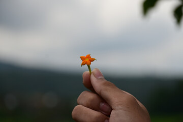 Hand holding small orange flower, blurred background