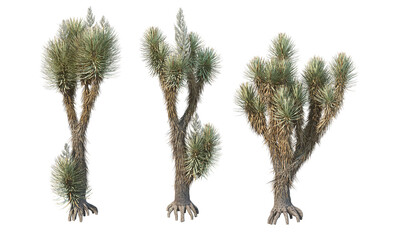 Many kinds of cacti on transparent background © jomphon