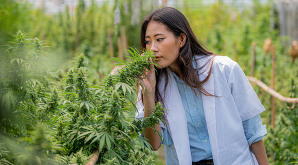 Scientists test cannabis flowers on hemp farms for pre-harvest treatment to produce cannabis products.