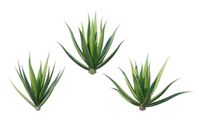 Many kinds of cacti on transparent background