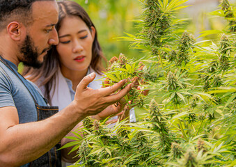 Two scientists examine the quality of cannabis flowers for research in a greenhouse. alternative medicine Growing hemp, organic medicinal herbs on cannabis farm for alternative medicine concept.