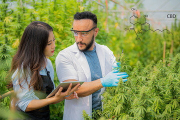 Researchers working in hemp fields They are inspecting the plants. cannabis research cbd oil alternative herbal medicine concept