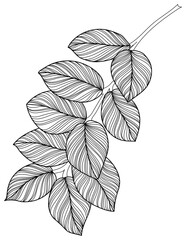 Tropical leaf isolated on white. Hand drawn vintage illustration.