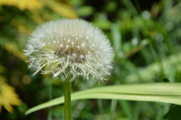 Nachaufnahme eines aufgeblühten Löwenzahns