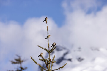 Small Bird sitting on a tree branch with snow mountains in background. Squamish, British Columbia, Canada.