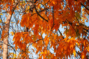 Orange leaves on a tree in autumn