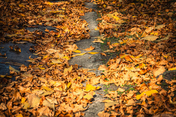 Yellow and brown leaves on the street in autumn