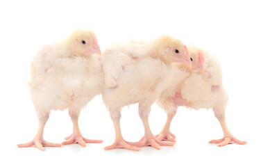 Three chicken or young broiler chickens.