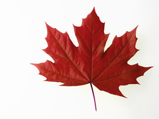 Colorful autumn maple leaf isolated on white background