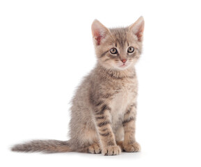 Obraz premium Small gray kitten.