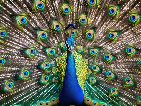 Peacock's Vivid Display, AI Generated