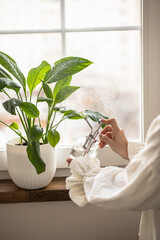 A woman hands spray water from a pulverizer on the leaves of a home plant. The plant is on the windowsill. Care of home plants.