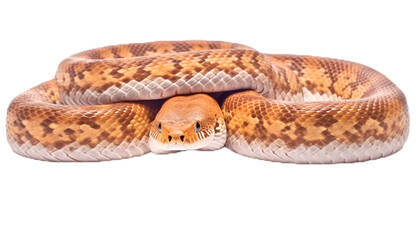 Obraz premium Snake isolated on transparent background cutout image