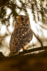 Long-eared owl (Asio otus). This kind of owl like to live near by people in winter time.