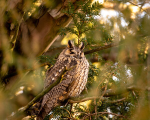 Long-eared owl (Asio otus). This kind of owl like to live near by people in winter time.