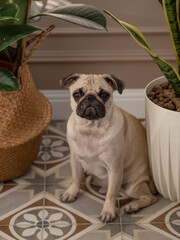A pug sits next to a potted plant. Ficus.