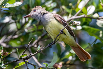 Great Crested Flycatcher on a branch