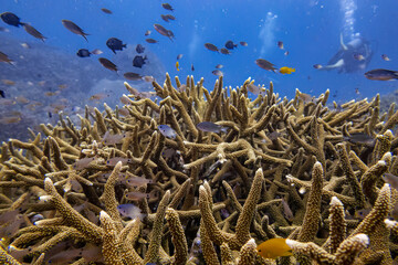 Naklejka na ściany i meble Marine biology ecosytem staghorn coral reef and colorful sea fish swim around with deep dive blue water underwater landscape background