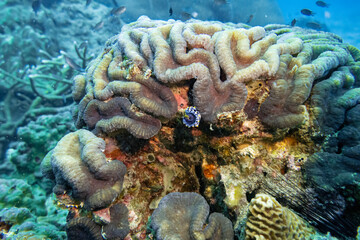 Nudibrance flatworm at hard brain coral reef and fish swim in underwater sea with deep blue water...