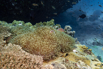 Naklejka na ściany i meble Pink Anemone Fish swim and stay at coral and sea anemone in deep blue sea underwater and colurful coral landscape with reef and blue water background