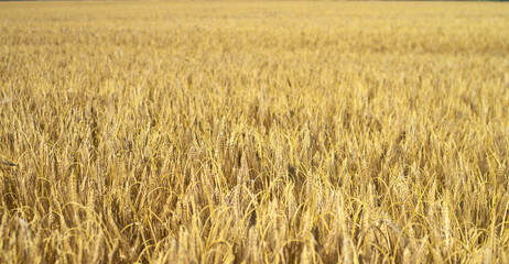 golden wheat field - 601111555
