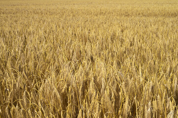 golden wheat field, full frame background - 601111584