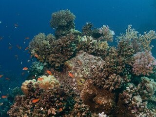 Fototapeta na wymiar Colony of colorful soft corals and small exotic fishes at the bottom of the Red sea in Egypt, travel concept