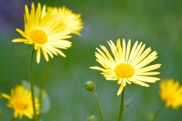 yellow dandelions in the grass