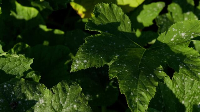 plant with mildew