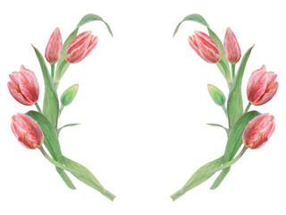Watercolor realistic botanical illustration of pink tulip isolated on white background for your design, wedding print products, paper, invitations, cards, fabric, posters, card for Mother's day, March