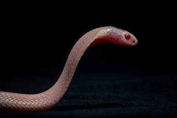 A baby albino javan spitting cobra naja sputatrix spreading its hood on a solid black background 