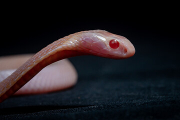Fototapeta premium A baby albino javan spitting cobra naja sputatrix spreading its hood on a solid black background 