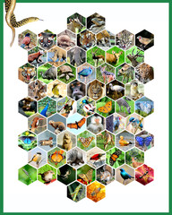Biodiversity poster - All Solutions in Nature - the world in the city, includes different animals...