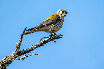 American Kestrel sitting on branch