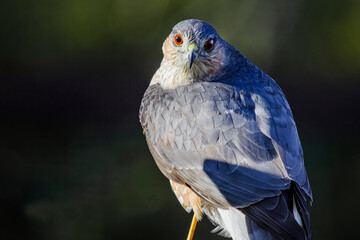 Coopers hawk with red eyes looking at camera