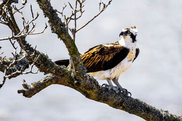 Osprey up in a tree in winter
