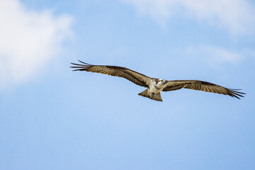 Fototapeta na wymiar Osprey wings spread out flying